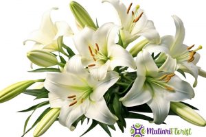 Buket Bunga Lily Simbol Kemewahan dan Keanggunan dalam Setiap Momen