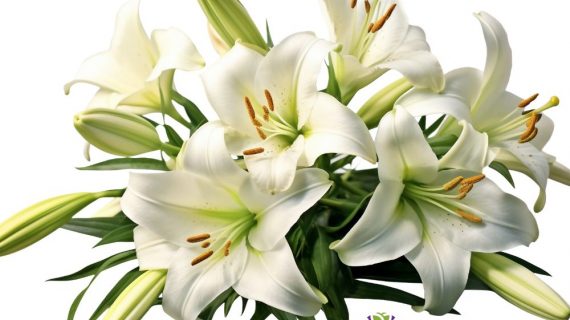 Buket Bunga Lily Simbol Kemewahan dan Keanggunan dalam Setiap Momen