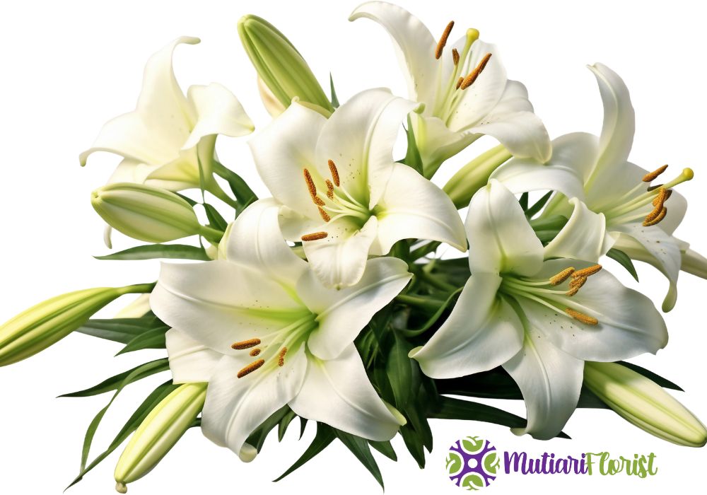 Buket Bunga Lily Simbol Kemewahan dan Keanggunan dalam Setiap Momen