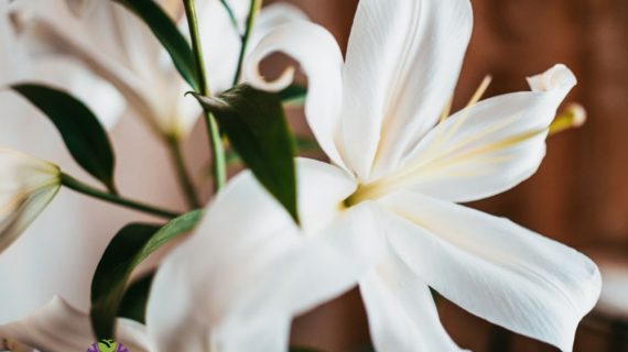 Buket Bunga Putih Simbol Kemurnian dan Elegansi dalam Setiap Momen