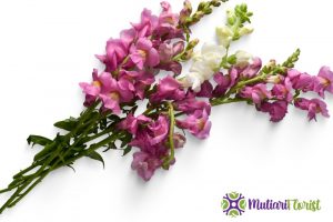 Buket Bunga Satin Kudus Keanggunan dan Keindahan dalam Setiap Helai