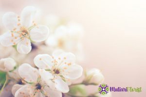 Buket Bunga Simple Keindahan dalam Kesederhanaan