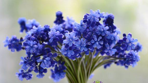 Cara Membuat Buket Bunga yang Cantik dan Menawan