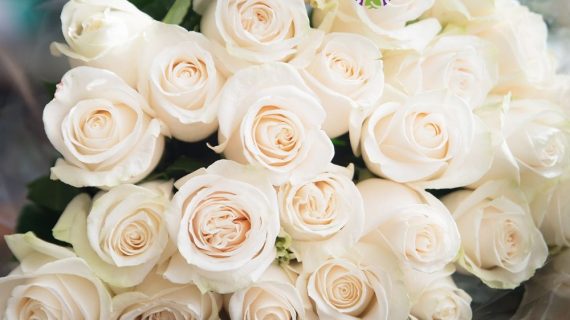 Bunga Tulip Simbol Keindahan yang Elegan dan Bermakna