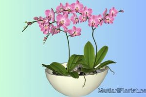Apakah Anggrek Bisa Ditanam di Dalam Ruangan?