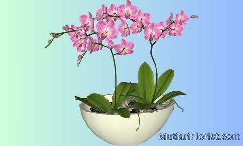 Apakah Anggrek Bisa Ditanam di Dalam Ruangan?