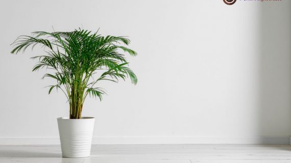 Manfaat dan Panduan Lengkap Sewa Tanaman Hias untuk Transformasi Estetika Hotel Anda