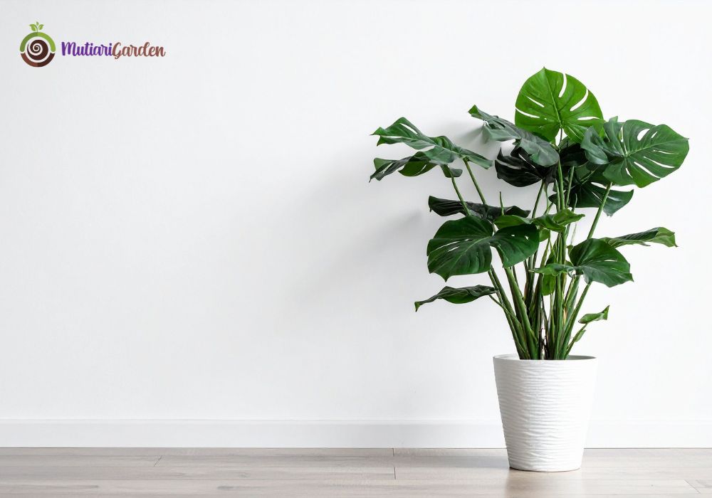 Sewa Tanaman Hias Profesional