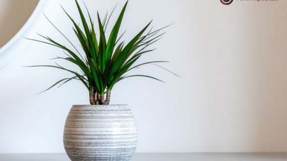 Transformasi Ruangan dengan Tanaman Hias: Panduan Memilih, Merawat, dan Manfaatkan Sewa Tanaman Hias untuk Kesejahteraan